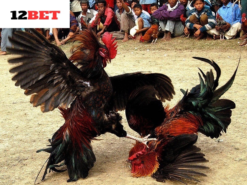 Cược Đá Gà Cựa Sắt 12bet với 3 lựa chọn