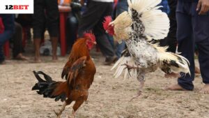 So sánh Đá Gà Mỹ 12bet với các loại đá gà khác